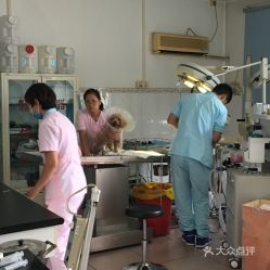 北京寵物電子寵物購(gòu)買(mǎi)指南 地址、價(jià)格與營(yíng)業(yè)時(shí)間一覽